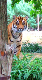 Tiger Spied